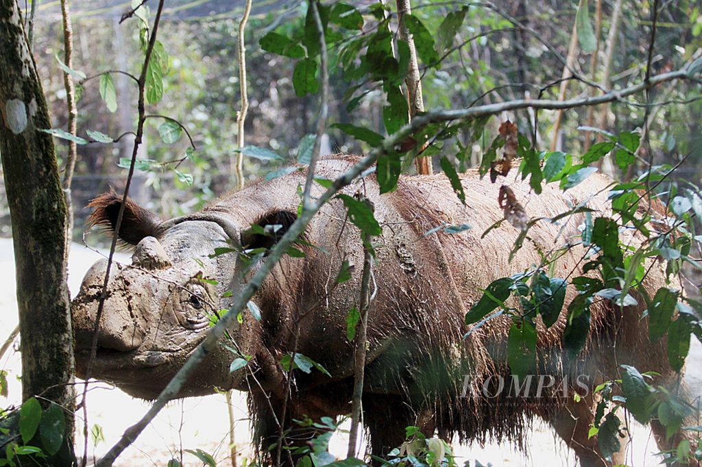 Badak sumatera (<i>Dicerorhinus sumatrensis</i>) jantan bernama Harapan (8) menjalani proses karantina di Suaka Rhino Sumatera, Taman Nasional Way Kambas, Lampung Timur, Kamis (5/11). Badak Harapan ialah badak sumatera yang baru saja tiba dari Kebun Binatang Cincinnati, Amerika Serikat, untuk menjalani program konservasi badak di Indonesia.