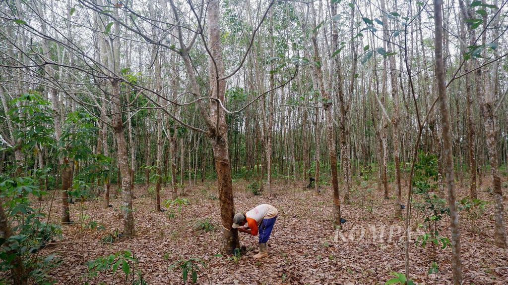 Seorang petani menyadap karet di kebunnya di Desa Kiram, Kecamatan Karang Intan, Kabupaten Banjar, Kalimantan Selatan, Sabtu (4/2/2023). Harga karet pada tingkat petani di daerah tersebut masih bertahan Rp 7.500 per kilogram sejak akhir tahun 2022.