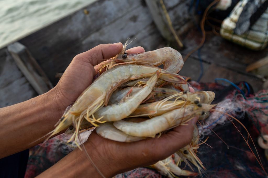 Seorang nelayan menunjukkan hasil tangkapan udang di Teluk Kelabat Dalam, Bangka Belitung, Kamis (8/4/2021). Jumlah tangkapan nelayan setempat terus menurun akibat aktivitas tambang timah ilegal.