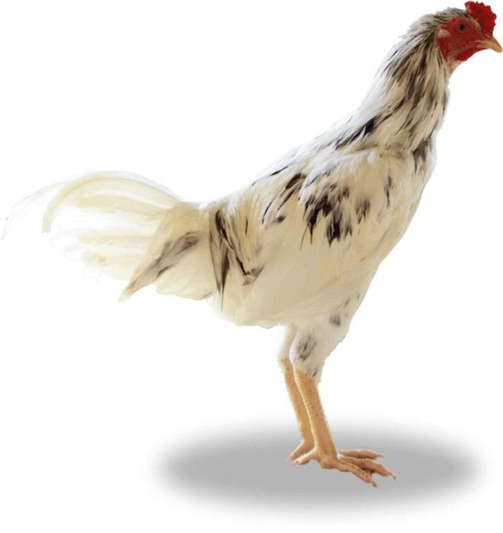 Ayam sentul putih, plasma nutfah ayam dari Jawa Barat.