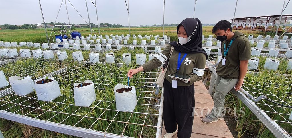 Salsabila Ramadhani, agronomis Habibi Garden, menunjukkan sensor dan perangkat yang memungkinkan pemantauan serta pengairan diatur melalui aplikasi, Rabu (5/10/2022), di Guler Farm Nature, Kabupaten Tangerang, Banten.