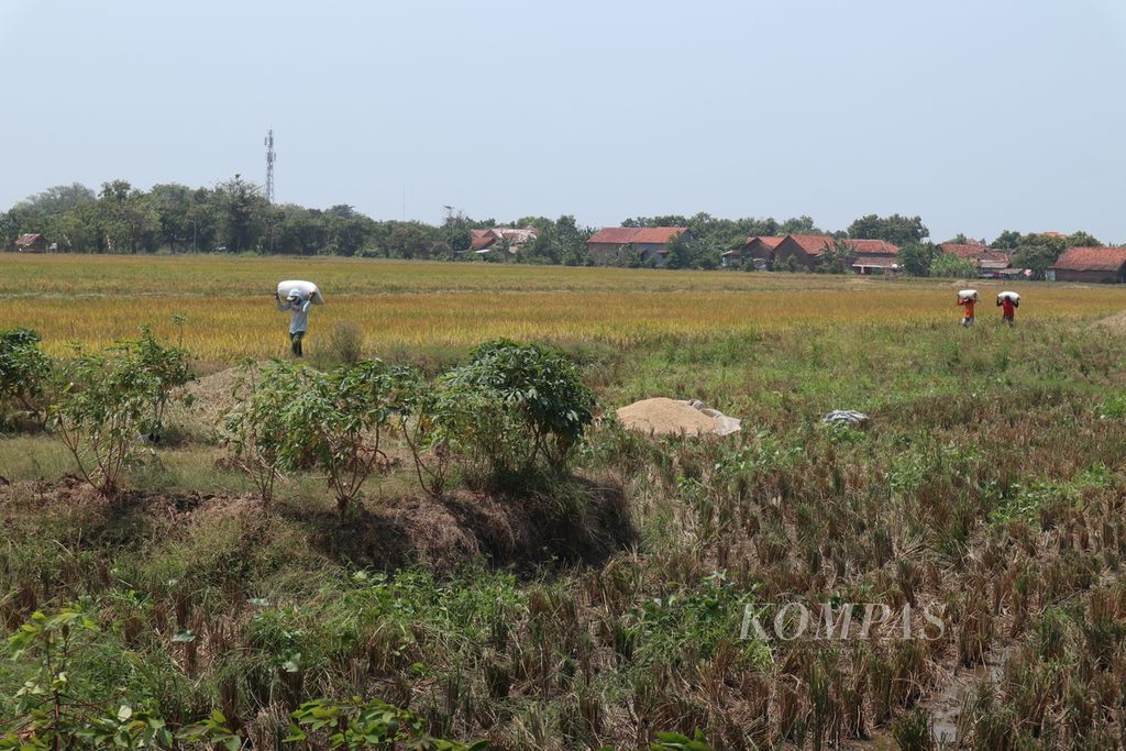 Petani mengangkut gabah hasil panen di Desa Wanakaya, Kecamatan Gunung Jati, Kabupaten Cirebon, Jawa Barat, Senin (22/8/2022).
