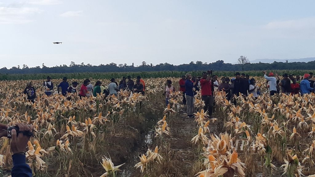 Para petani melaksanakan panen perdana di kawasan lumbung pangan jagung seluas 2 hektar di Kampung Wambes, Distrik Mannem, Kabupaten Keerom, Papua, Kamis (6/7/2023).