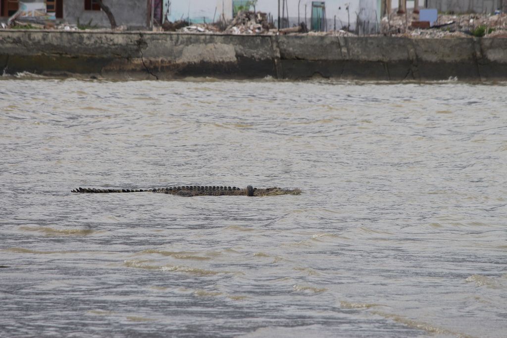 Ilustrasi - Buaya muara (<i>Crocodylus porosus</i>) terjerat atau "berkalung" ban di lehernya berenang di muara Sungai Palu, Kota Palu, Sulteng, Jumat (14/2/2020). Ban di leher buaya tersebut terdeteksi sejak pertengahan 2016 dan kini makin mencekik leher buaya. Tim gabungan Balai Konservasi Sumber Daya Alam Sulteng dan ahli satwa liar dari Australia menggelar operasi untuk menyelamatkan buaya tersebut.