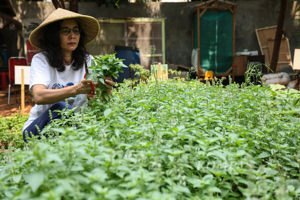 Warga memanen kemangi di kebun Gereja Katolik Santo Andreas Kim Tae-gon, Jakarta, Senin (18/12/2023). 
