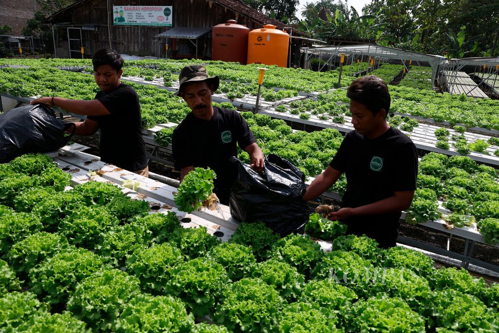 Members of the hydroponic farming community, most of whom are still young people, harvest lettuce to be delivered to customers in Tlogomulyo Village, Pedurungan District, Semarang City, Central Java, Thursday (19/1/2023). The Seikat Farmers Group is one of the pilot models for the development of modern agriculture in urban areas by maximizing existing land.