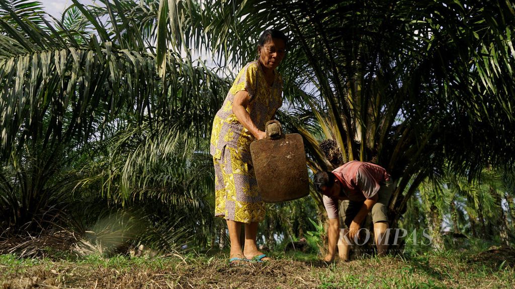 Pintauli Manurung (kiri) dan anaknya, Esron Simbolon, membersihkan tanaman liar di kebun kelapa sawit milik mereka di kawasan Nagari Pengkolan, Kecamatan Bosar Maligas, Simalungun, Sumatera Utara, Senin (12/3/2018).