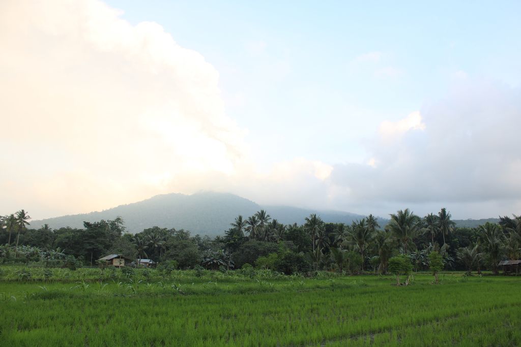 Lahan pertanian di Desa Boru yang terdampak guyuran abu vulkanik akibat erupsi Gunung Lewotobi Laki-laki di Kabupaten Flores Timur, Nusa Tenggara Timur. Hingga Minggu (21/1/2024), erupsi masih terjadi.