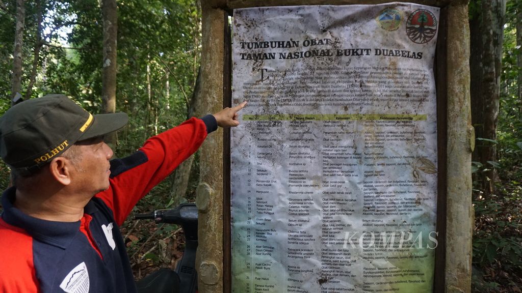 Salah seorang petugas menunjukkan papan informasi tumbuhan obat yang terdapat di kawasan Taman Nasional Bukit Duabelas, Desa Pematang Kabau, Kabupaten Sarolangun, Jambi, Rabu (14/6/2023). Kawasan konservasi ini memiliki keanekaragaman hayati berupa flora khususnya tumbuhan obat.