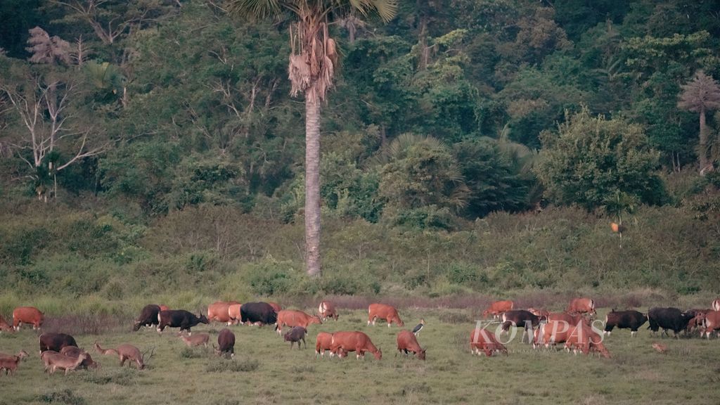 Banteng jawa (<i>Bos Javanicus</i>) mencari rumput di sabana Sadengan, Taman Nasional Alas Purwo, Banyuwangi, Jawa Timur, Senin (30/5/2022). Sadengan merupakan sabana buatan seluas 84 hektar untuk padang penggembalaan dan habitat mamalia besar, di antaranya banteng (<i>Bos javanicus</i>), kijang (<i>Muntiacus muntjak</i>), rusa (<i>Cervus timorensis</i>), babi hutan, ajag dan berbagai jenis burung, seperti merak hijau (<i>Pavo muticus</i>) dan jalak putih. 