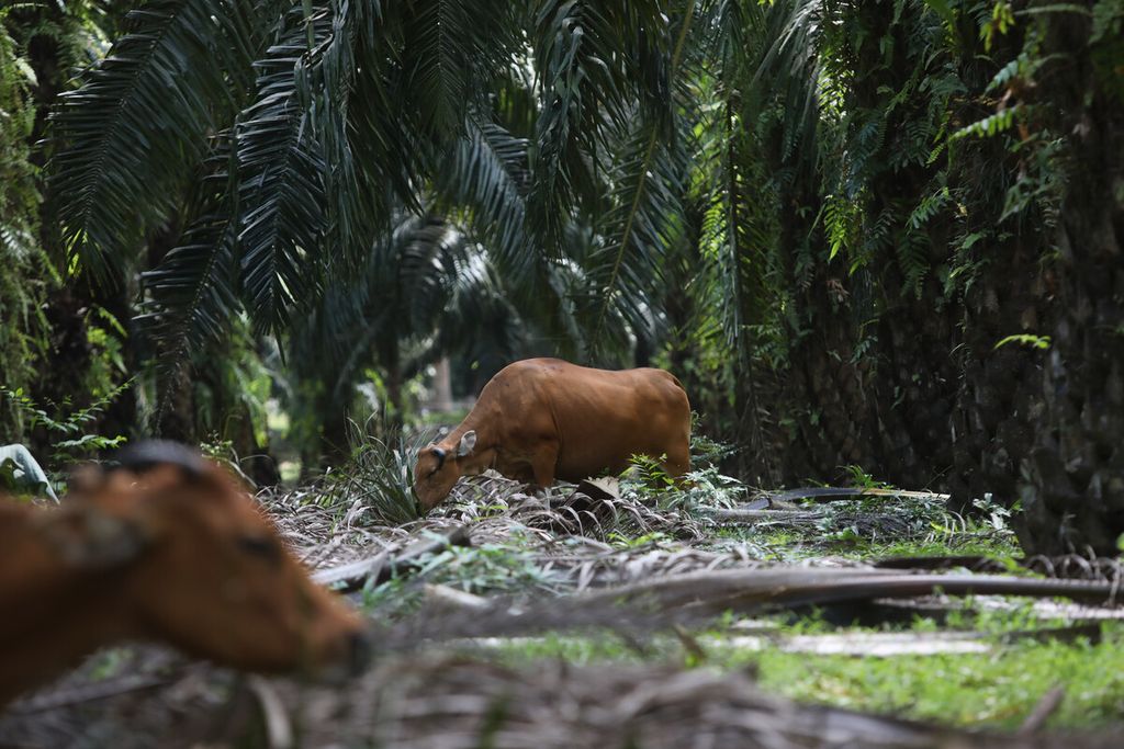 Peternakan sapi potong yang menempati areal perkebunan PT Sawit Sumbermas Saran Tbk di Pangkalan Bun, Kalimantan Tengah, Kamis (29/4/2021).