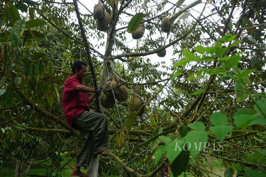 Salah seorang pekerja sedang memilih durian di kebun milik Ganjar Budhi Setiaji di Desa Plana, Somagede, Banyumas, Jawa Tengah, Jumat (19/1/2024).