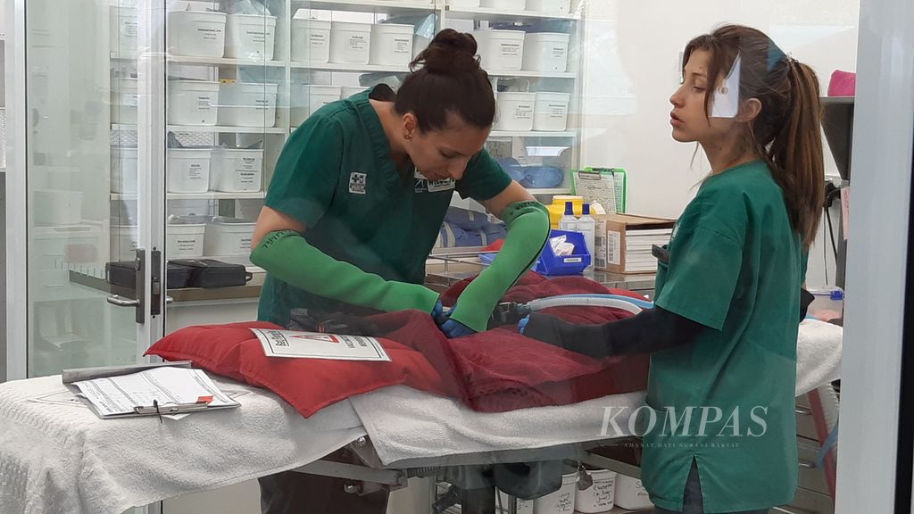 Dokter hewan di Suaka Margasatwa Currumbin, Gold Coast, Australia, Sabtu (25/11/2023) sedang mengobati seekor kalong yang terluka.