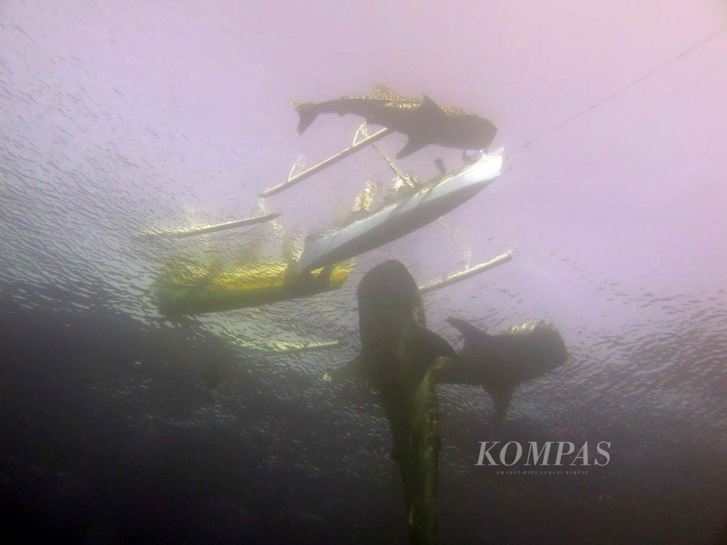 Sekumpulan hiu paus bergerombol mengitari perahu-perahu tradisional yang membawa pengunjung di Pantai Botubarani, Bone Bolango, Gorontalo, Kamis (14/4/2016). 